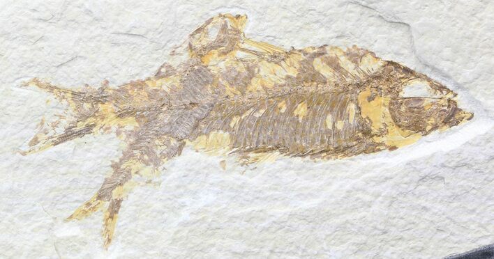 Bargain Multiple Knightia Fossil Fish Plate - x #41063